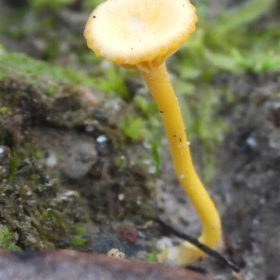 Lichenomphalia chromacea (Yellow Navel) at Jerrabomberra, NSW - 22 Jun 2025 by DavidDedenczuk