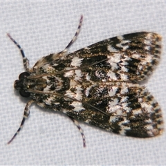 Unverified Pyralid or Snout Moth (Pyralidae & Crambidae) at Abergowrie, QLD - 20 Oct 2008 by PJH123