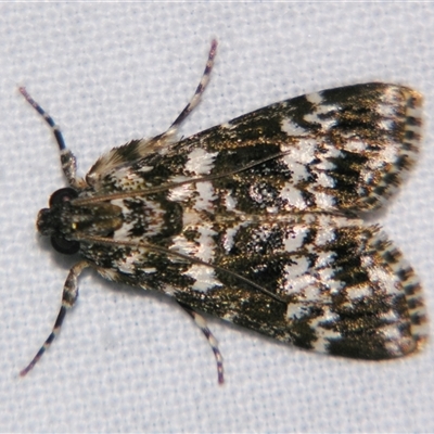 Unverified Pyralid or Snout Moth (Pyralidae & Crambidae) at Abergowrie, QLD - 20 Oct 2008 by PJH123