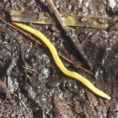 Caenoplana variegata (Two-tone Planarian) at Cotter River, ACT - Today by DavidDedenczuk