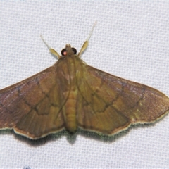 Unverified Pyralid or Snout Moth (Pyralidae & Crambidae) at Abergowrie, QLD - 20 Oct 2008 by PJH123