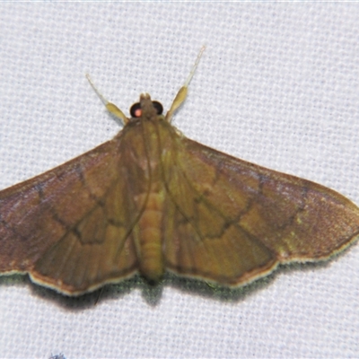 Unverified Pyralid or Snout Moth (Pyralidae & Crambidae) at Abergowrie, QLD - 20 Oct 2008 by PJH123