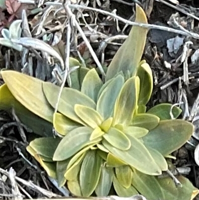 Unverified Plant at Denman Prospect, ACT - Yesterday by Jennybach