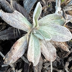 Euchiton japonicus at Denman Prospect, ACT - Yesterday by Jennybach