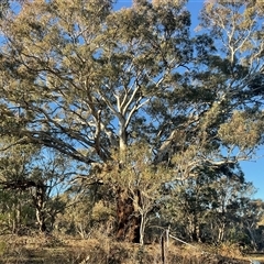 Eucalyptus blakelyi at Denman Prospect, ACT - Yesterday by Jennybach