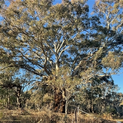 Eucalyptus blakelyi at Denman Prospect, ACT - Yesterday by Jennybach