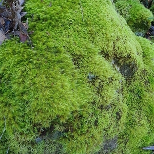 Grimmia sp. by Aussiegall