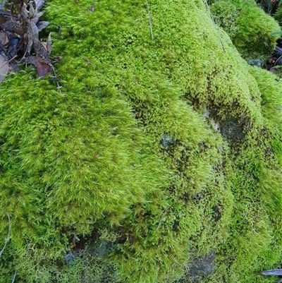 Grimmia sp. by Aussiegall