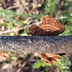 Trametes sp. by Aussiegall