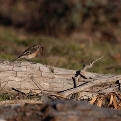 Petroica boodang (Scarlet Robin) at Whitlam, ACT - 27 Jun 2025 by Untidy