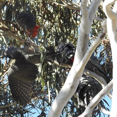 Callocephalon fimbriatum (Gang-gang Cockatoo) at Fisher, ACT - Yesterday by HelenCross