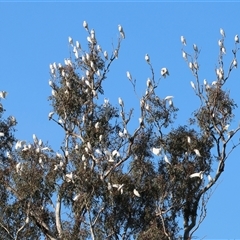 Cacatua sanguinea (Little Corella) at Howlong, NSW - 29 Jun 2025 by KylieWaldon