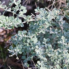 Atriplex semibaccata at Balldale, NSW - Yesterday by KylieWaldon