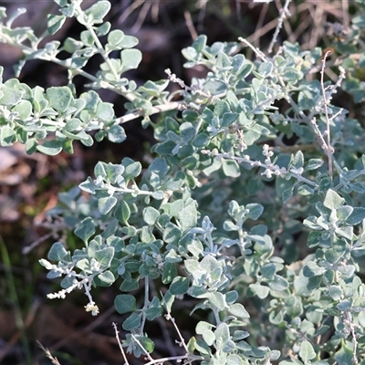 Atriplex semibaccata at Balldale, NSW - Yesterday by KylieWaldon