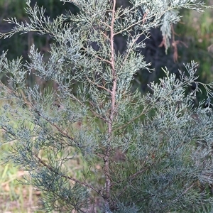 Callitris glaucophylla at Balldale, NSW - 29 Jun 2025 10:51 AM