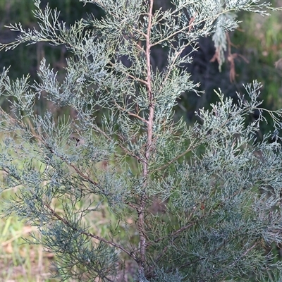 Callitris glaucophylla at Balldale, NSW - Yesterday by KylieWaldon