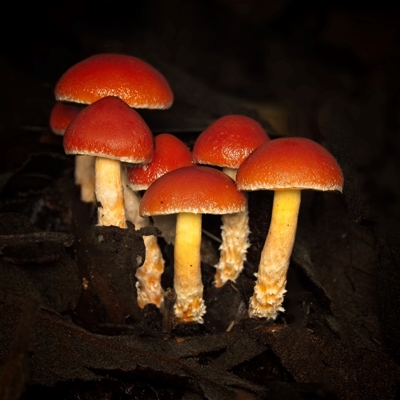 Leratiomyces ceres at Paddys River, ACT - 26 Jun 2025 by SimoneS