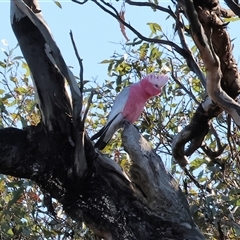 Eolophus roseicapilla (Galah) at Balldale, NSW - 29 Jun 2025 by KylieWaldon