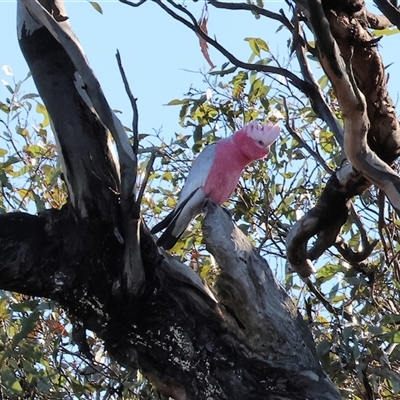 Eolophus roseicapilla (Galah) at Balldale, NSW - 29 Jun 2025 by KylieWaldon