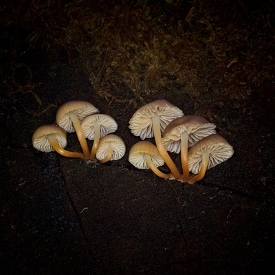 Unverified Fungus at Paddys River, ACT - 26 Jun 2025 by SimoneS