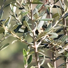 Unverified Other Shrub at Balldale, NSW - Yesterday by KylieWaldon