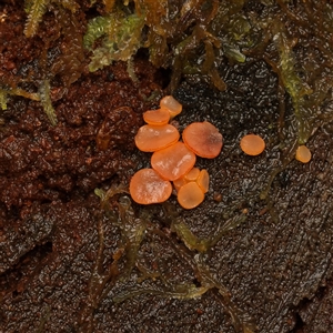 Unverified Fungus at Paddys River, ACT - 26 Jun 2025 by SimoneS