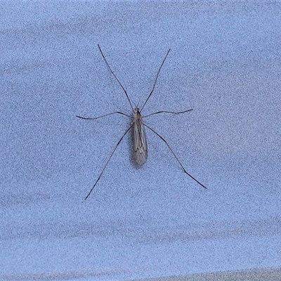 Unverified True fly (Diptera) at Balldale, NSW - Yesterday by KylieWaldon