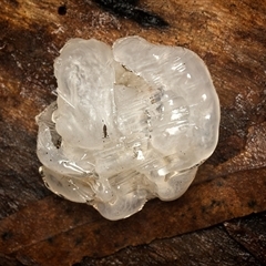Tremella fuciformis at Paddys River, ACT - 26 Jun 2025 by SimoneS