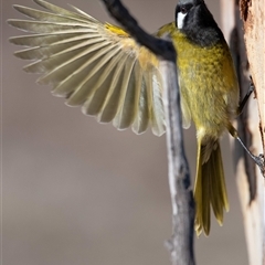 Nesoptilotis leucotis (White-eared Honeyeater) at Hawker, ACT - 27 Jun 2025 by Untidy