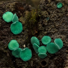 Chlorociboria at Paddys River, ACT - 26 Jun 2025 by SimoneS