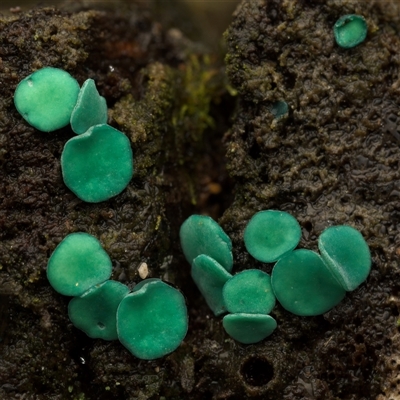 Chlorociboria at Paddys River, ACT - 26 Jun 2025 by SimoneS