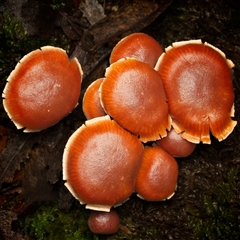 Unverified Fungus at Paddys River, ACT - 26 Jun 2025 by SimoneS