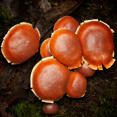 Unverified Fungus at Paddys River, ACT - 26 Jun 2025 by SimoneS
