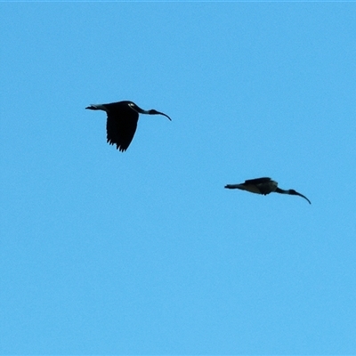 Threskiornis spinicollis (Straw-necked Ibis) at Balldale, NSW - Yesterday by KylieWaldon