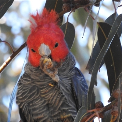 Callocephalon fimbriatum (Gang-gang Cockatoo) at Fisher, ACT - Yesterday by HelenCross