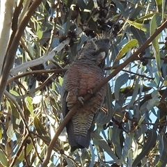 Callocephalon fimbriatum (Gang-gang Cockatoo) at Fisher, ACT - Yesterday by HelenCross