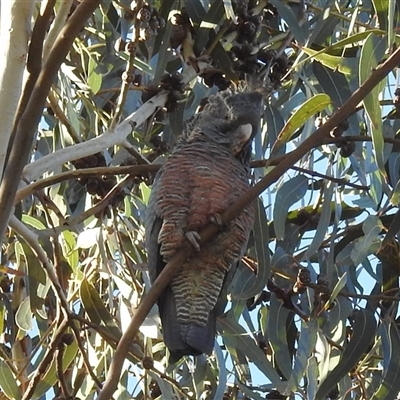 Callocephalon fimbriatum (Gang-gang Cockatoo) at Fisher, ACT - Yesterday by HelenCross