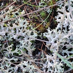 Cladia corallaizon at Balldale, NSW - 29 Jun 2025 by KylieWaldon