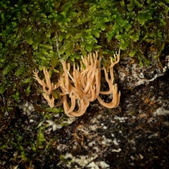 Unverified Coralloid fungus, markedly branched at Paddys River, ACT - 26 Jun 2025 by SimoneS
