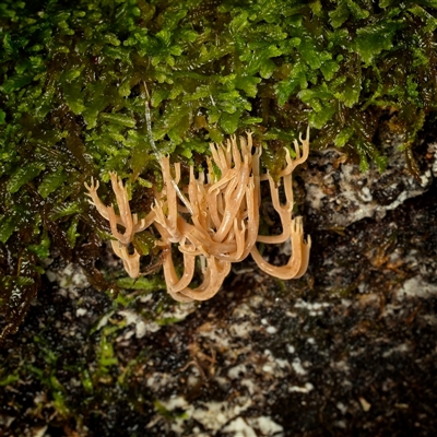Unverified Coralloid fungus, markedly branched at Paddys River, ACT - 26 Jun 2025 by SimoneS