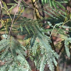 Acacia deanei subsp. paucijuga at Balldale, NSW - Yesterday by KylieWaldon