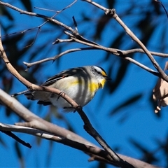 Pardalotus striatus (Striated Pardalote) at Whitlam, ACT - 27 Jun 2025 by Untidy
