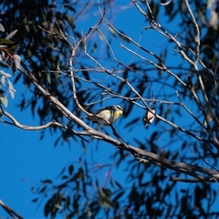 Pardalotus striatus at Whitlam, ACT - 27 Jun 2025 04:25 PM