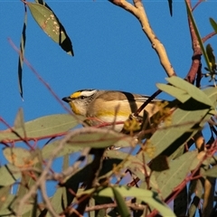 Pardalotus striatus at Whitlam, ACT - 27 Jun 2025 04:25 PM