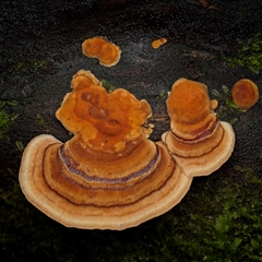 Unverified Fungus at Paddys River, ACT - 26 Jun 2025 by SimoneS
