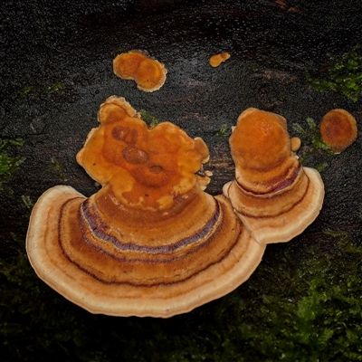 Unverified Fungus at Paddys River, ACT - 26 Jun 2025 by SimoneS