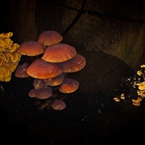 Unverified Fungus at Paddys River, ACT - 26 Jun 2025 by SimoneS