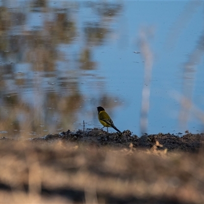 Pachycephala pectoralis at Whitlam, ACT - 27 Jun 2025 by Untidy