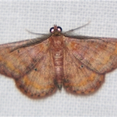 Unverified Geometer moth (Geometridae) at Abergowrie, QLD - 20 Oct 2008 by PJH123