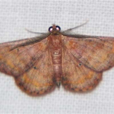 Unverified Geometer moth (Geometridae) at Abergowrie, QLD - 20 Oct 2008 by PJH123